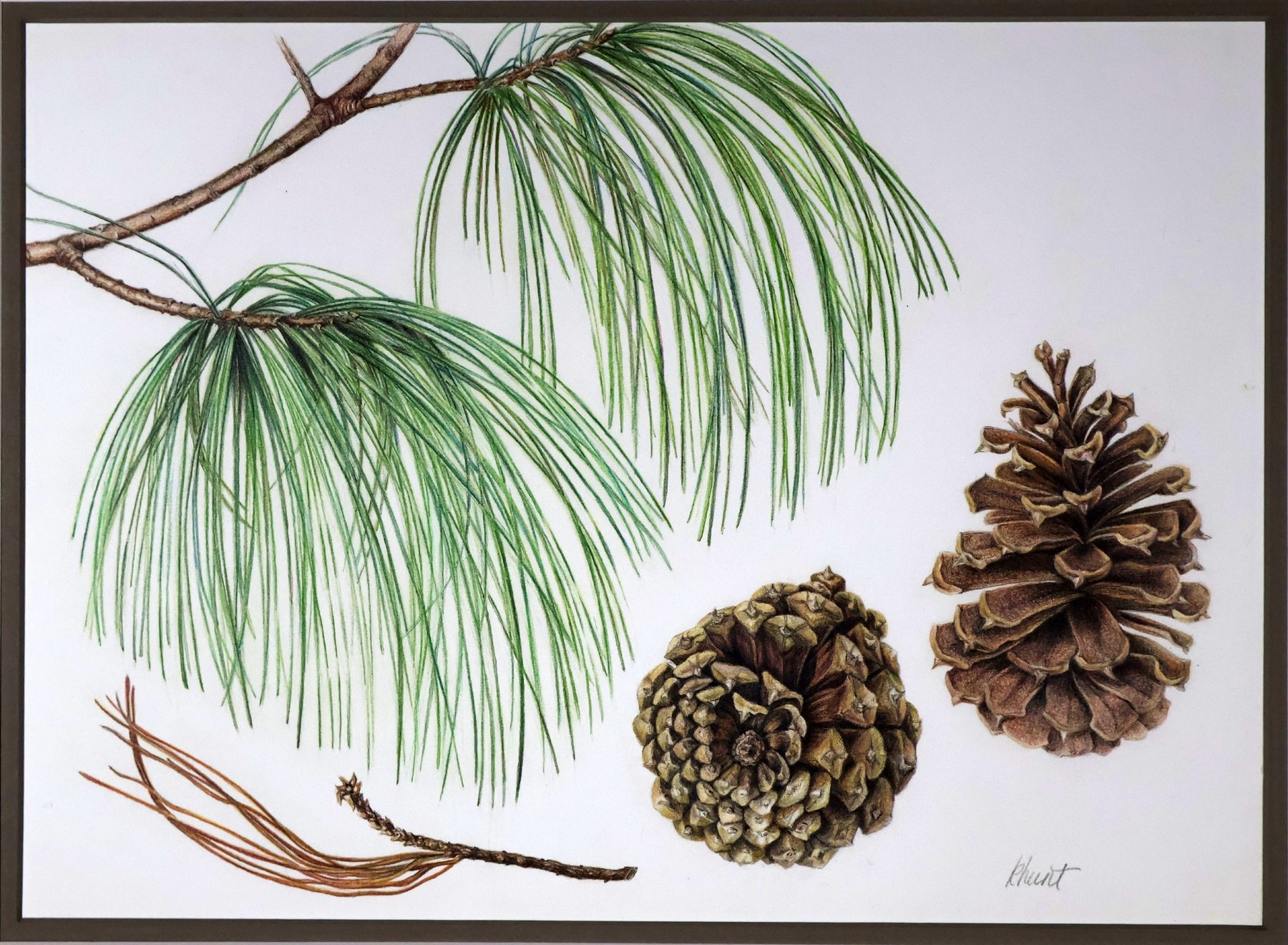 Pinecones