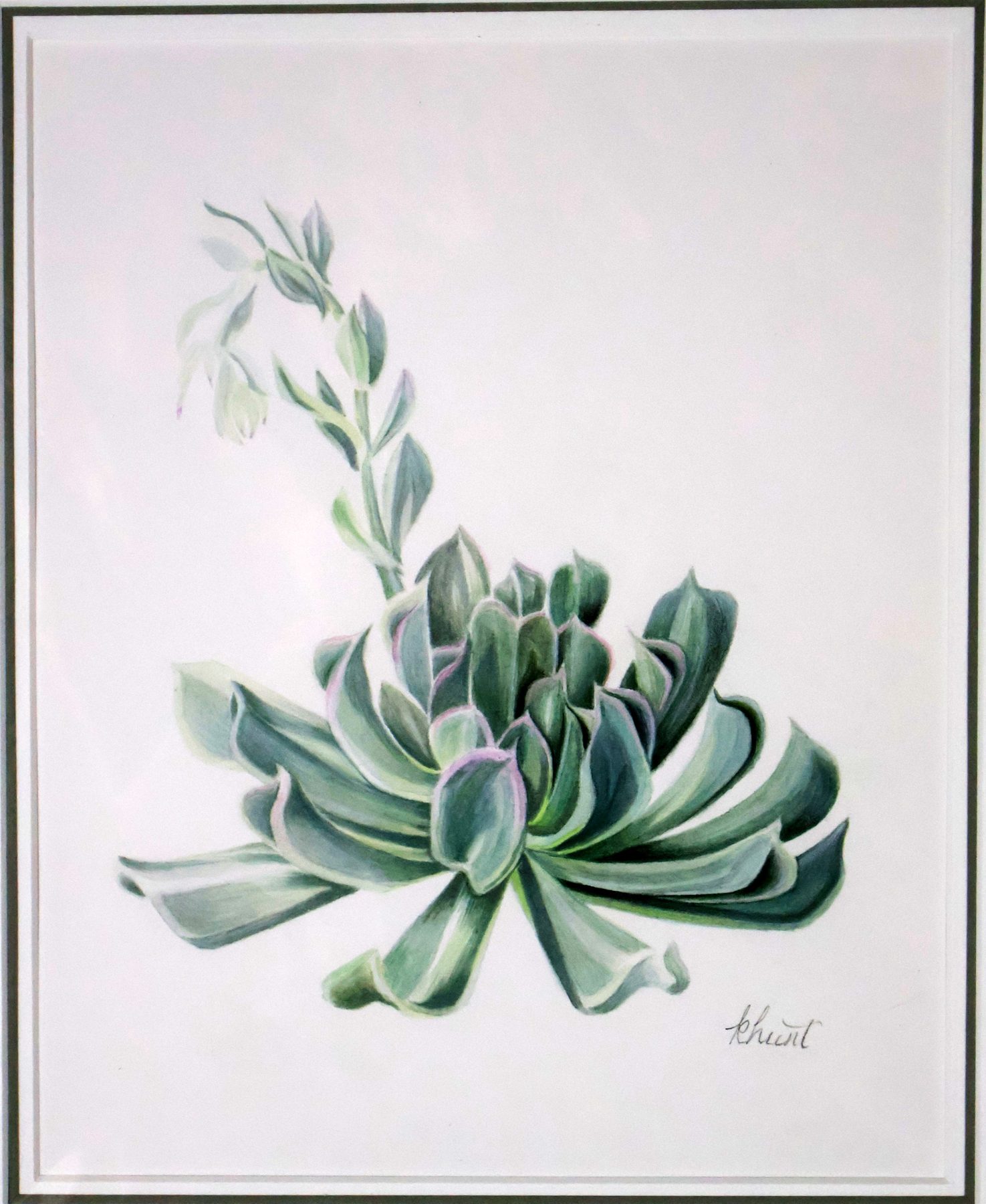 Succulent