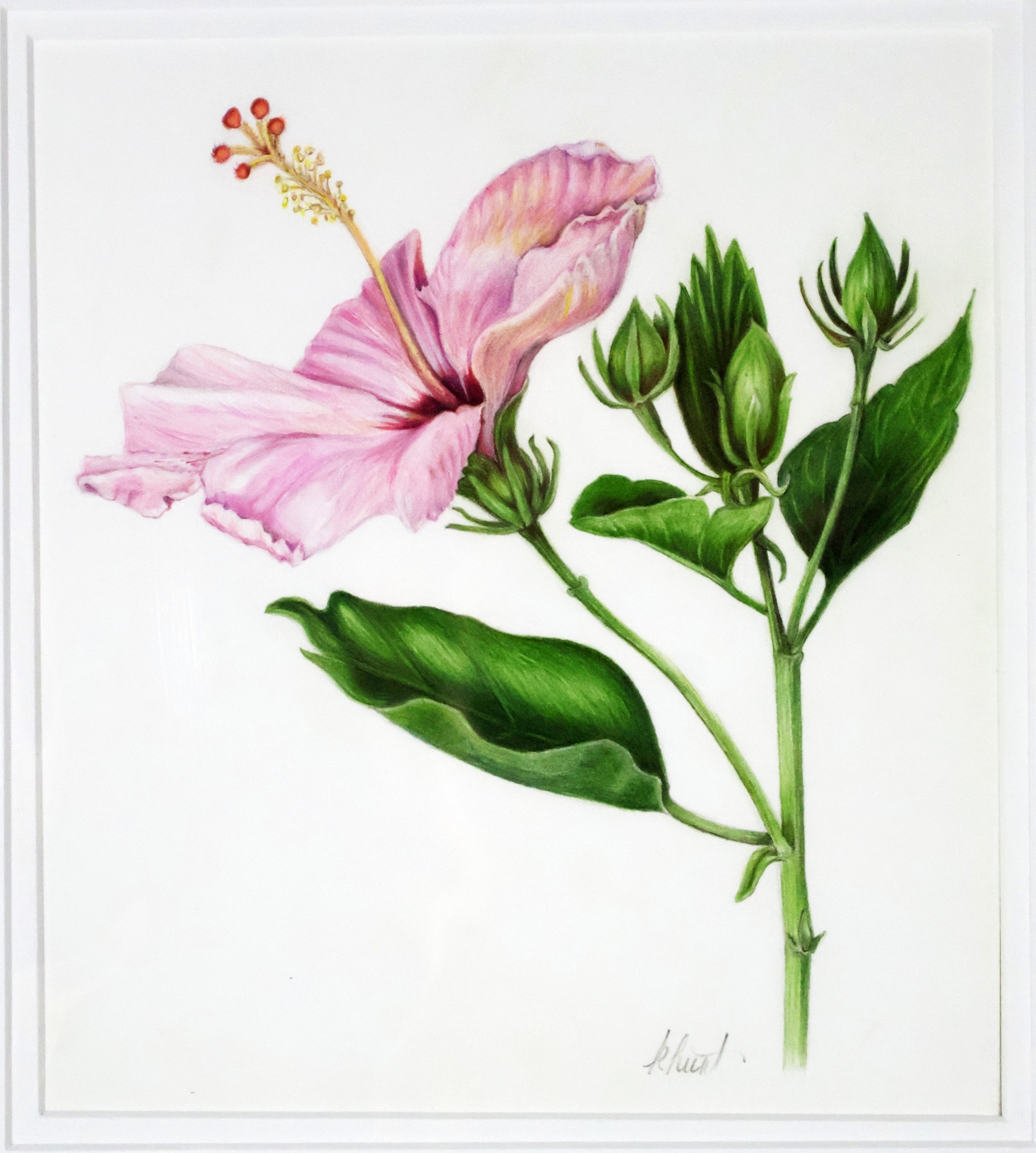 Hibiscus