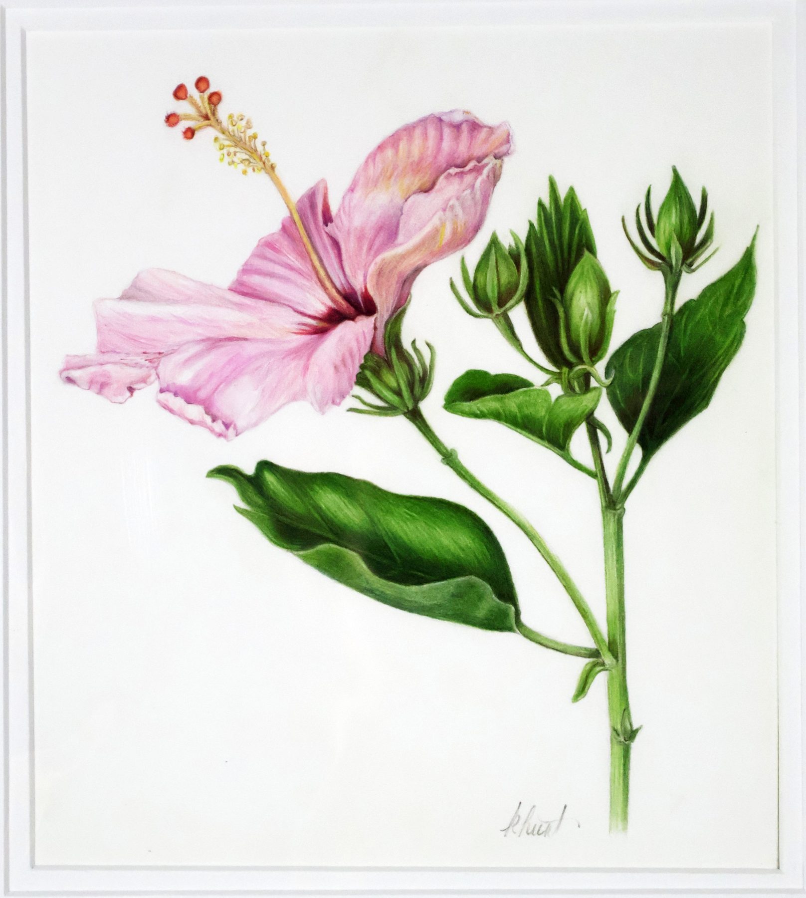 Pink Hibiscus