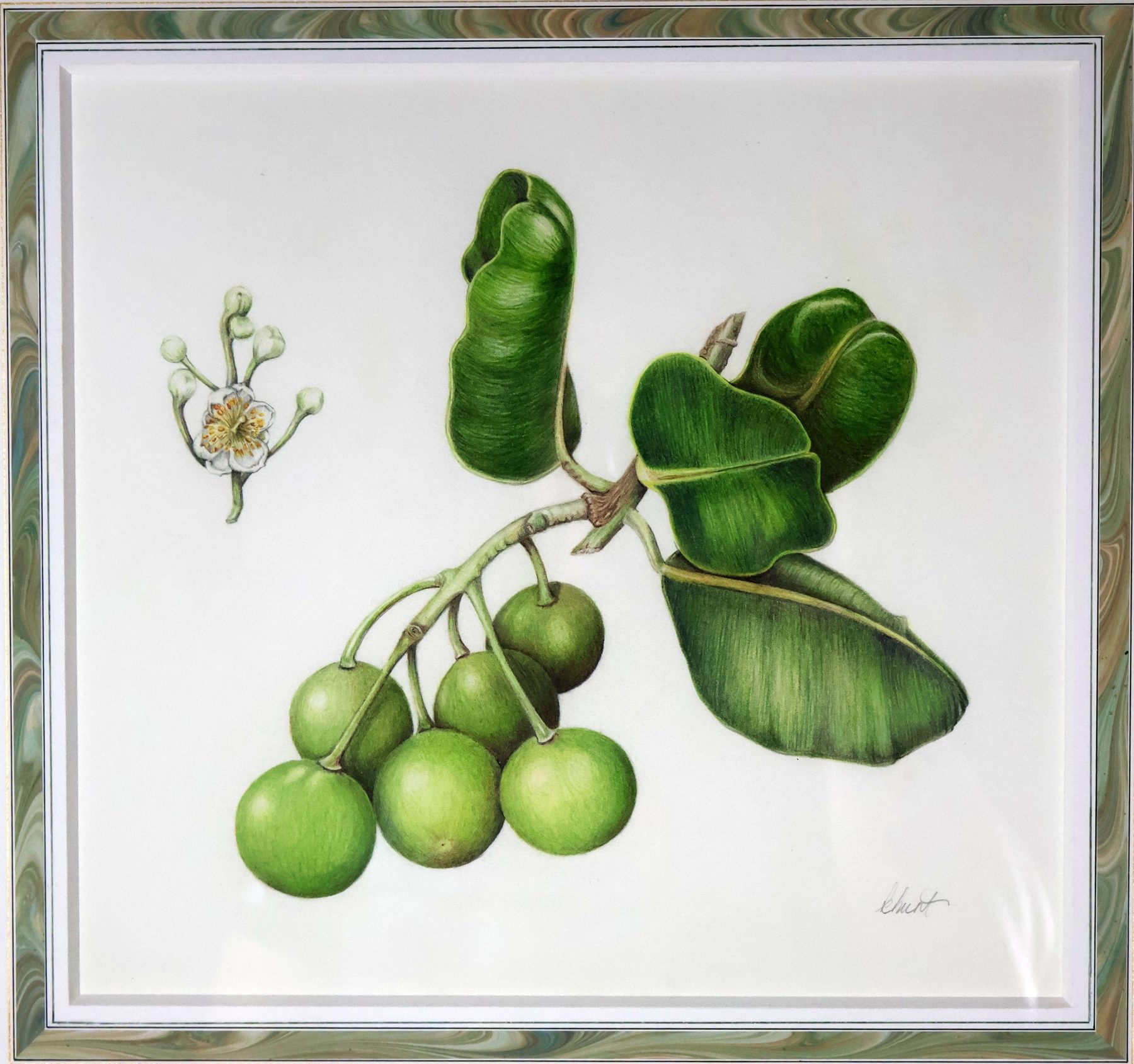 Pittosporum
