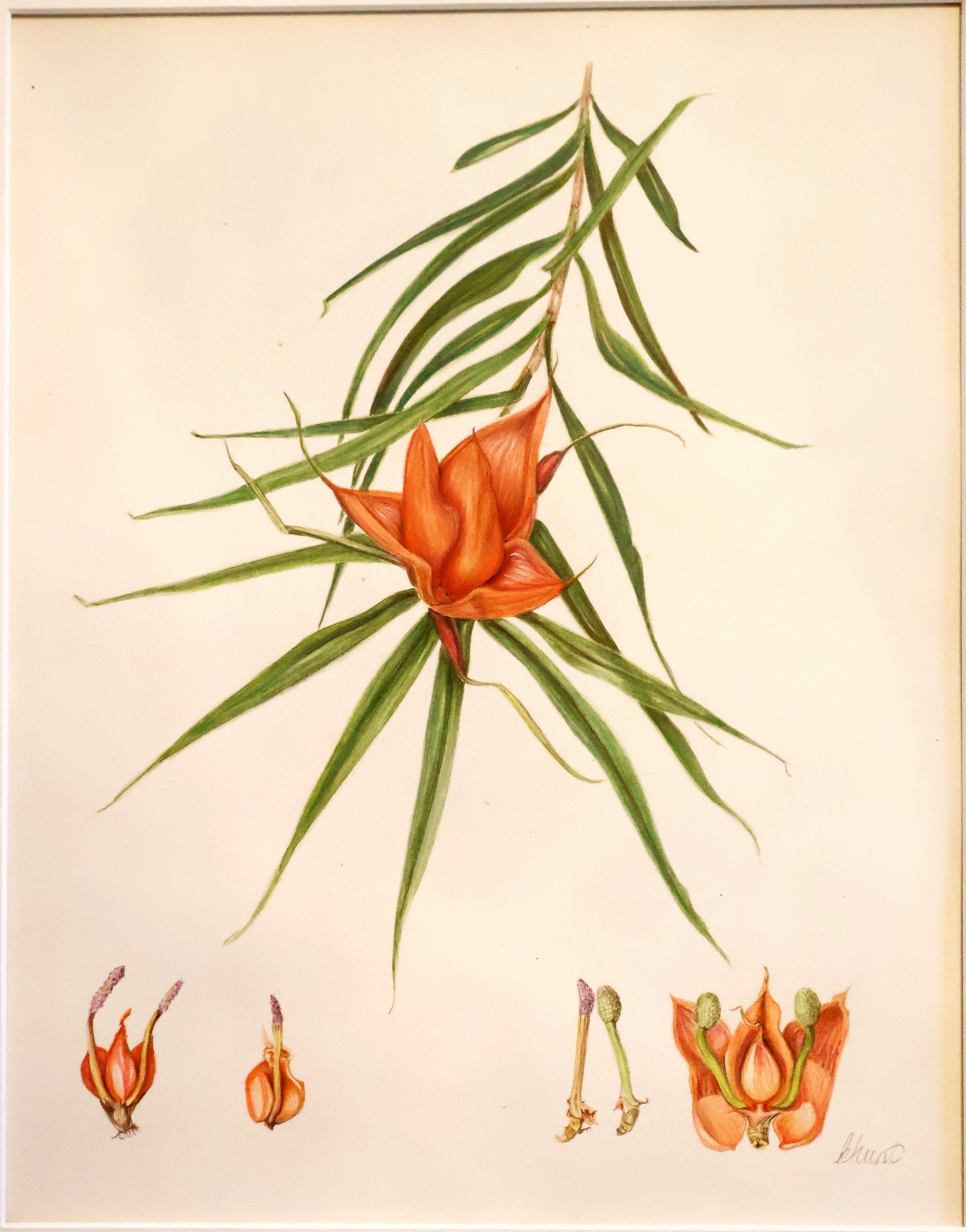 Freycientia Multiflora