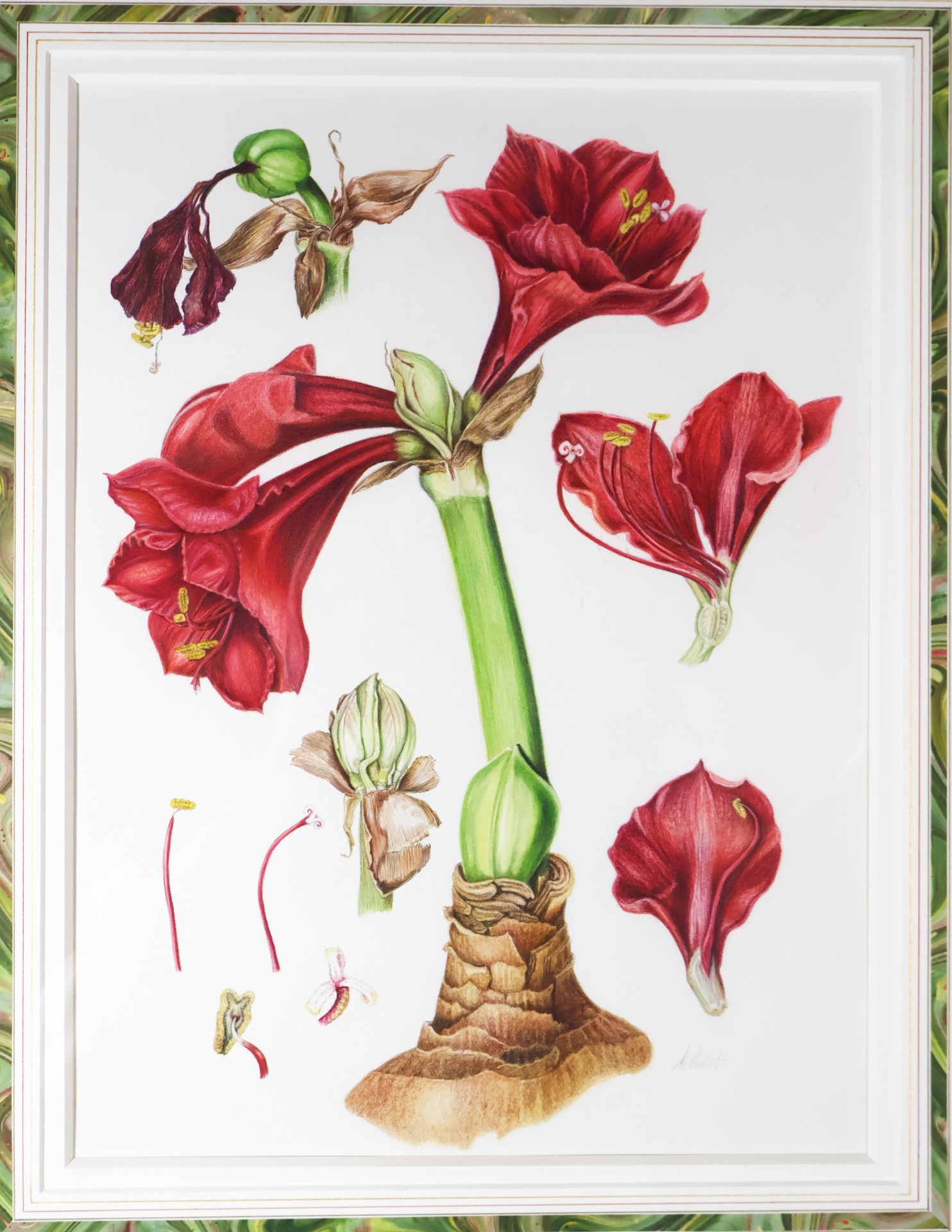 Amaryllis specimen study, colored pencil on paper